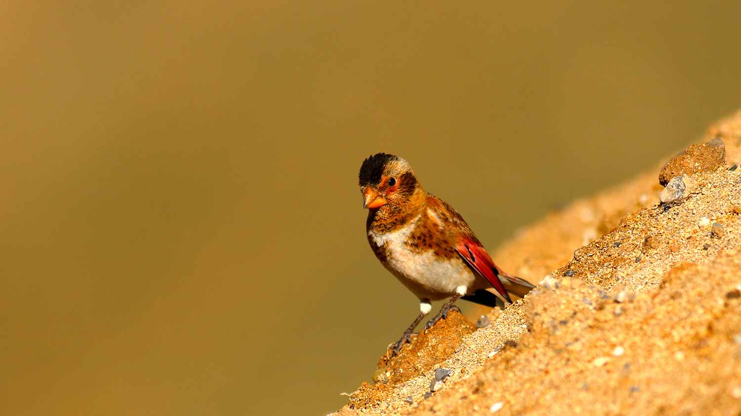 Crimson-winged Finch